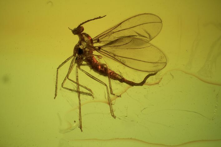 Detailed Fossil Fly (Diptera) In Baltic Amber #87053